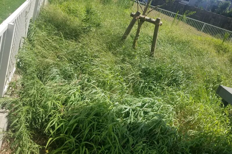 雑草