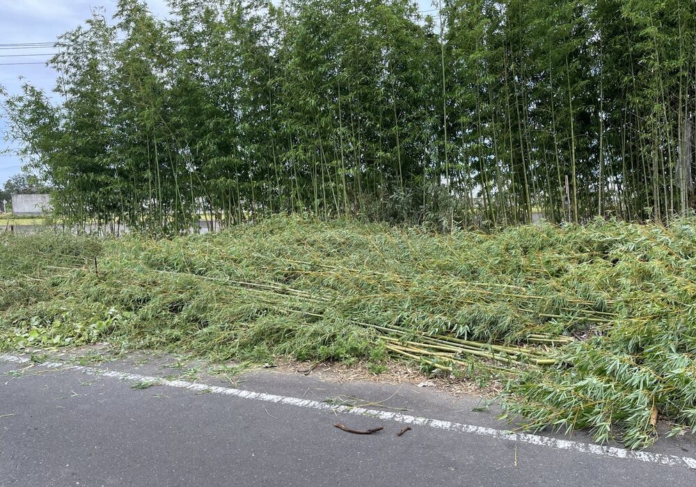 伐採