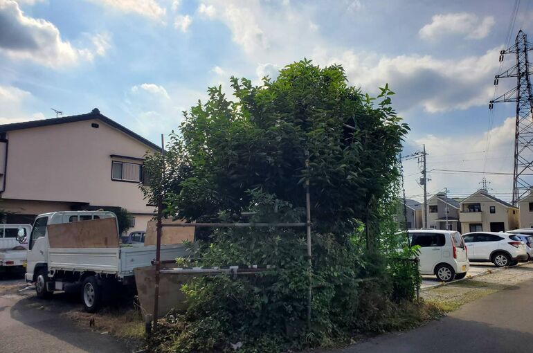 伐採