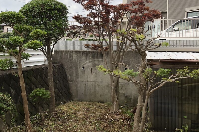 剪定