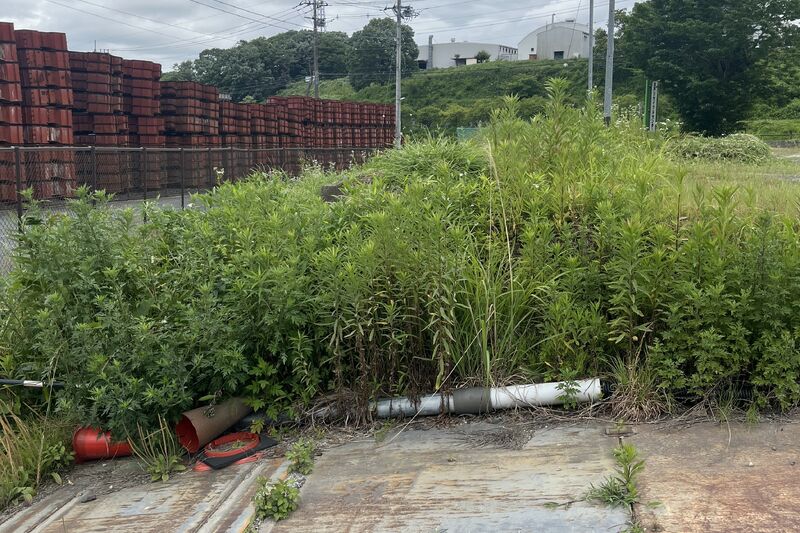 草刈り
