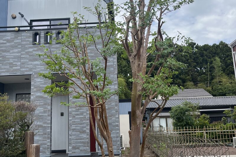剪定