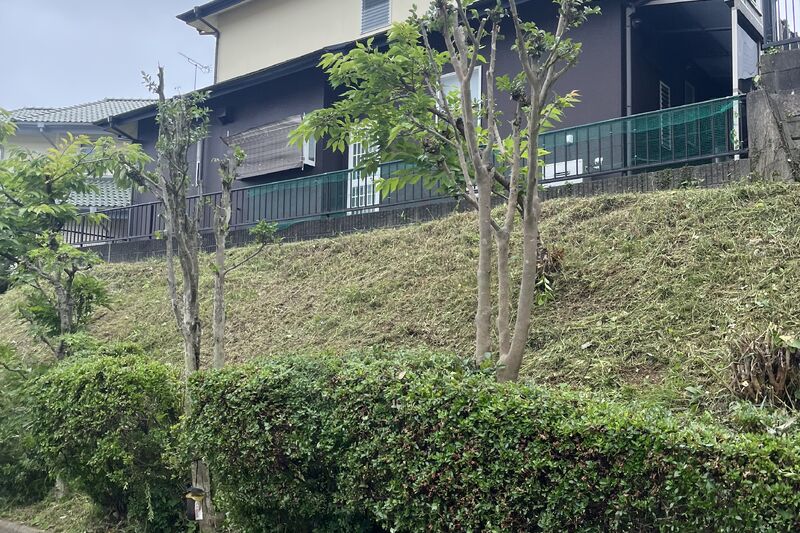 剪定
